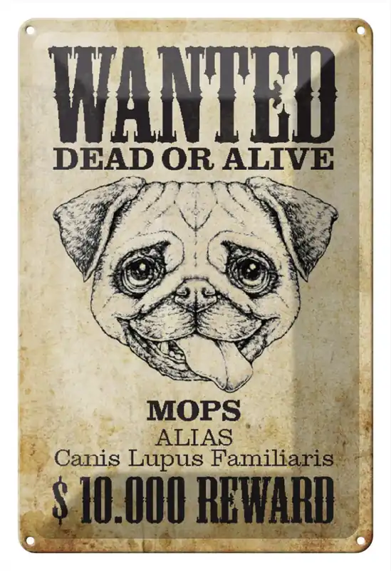 Metallbild Blechschild Hund 20x30cm wanted dead Mops Alias Schild 20 x 30 cm Rabatt