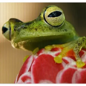Duschmatte Frosch sitzt auf einer Knospe 70 x 50 cm Highlight