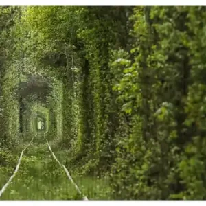 Billig Duschmatte Verwunschener Tunnel aus Bäumen 70 x 50 cm