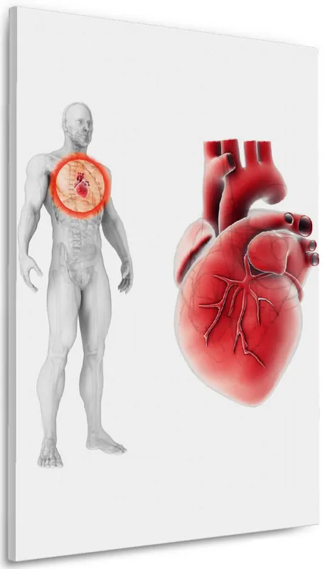 Neuheit Leinwandbild Anatomie des Menschen Herz in Nahansicht 60 x 90 cm