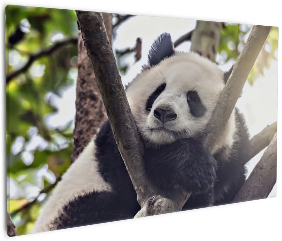 Leinwandbild Schlafender Panda in einem Baum 60 x 90 cm Kostenfreie Lieferung