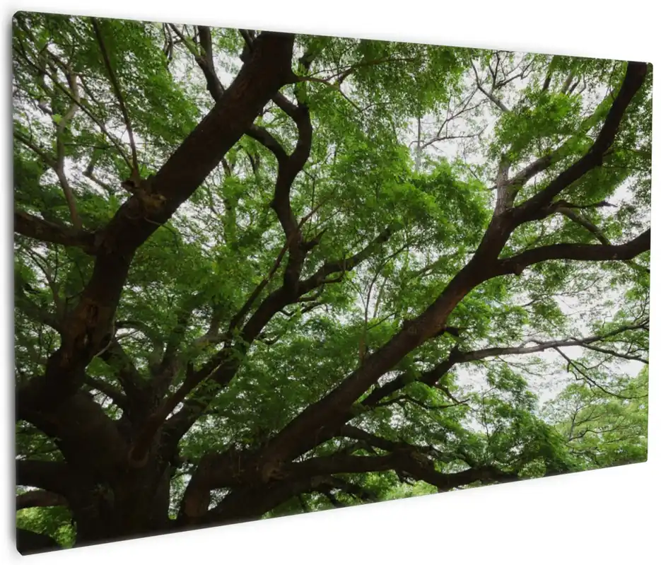 Knallerangebot Leinwandbild Gigantischer Regenbaum von unten 60 x 90 cm