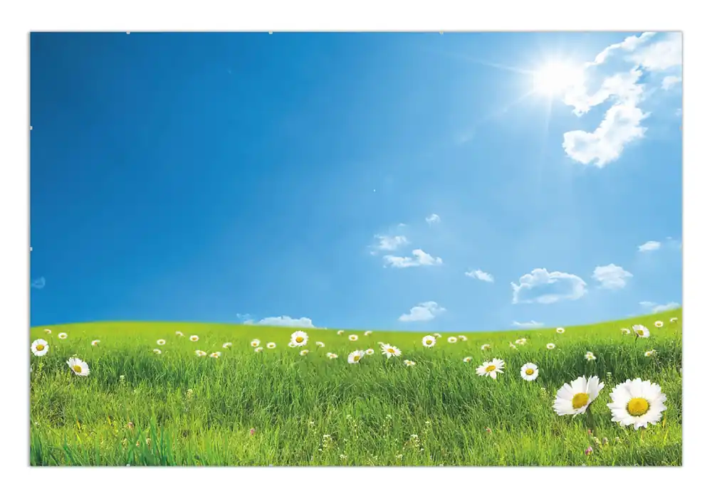 Poster Sommerwiese - Weiße Gänseblümchen vor blauem Himmel 61 x 91,5 cm, mit rahmenlosem Bildhalter Abverkauf