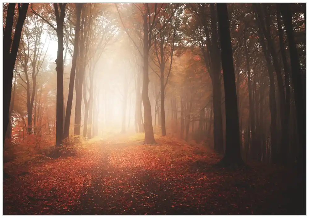 Bestseller Poster Herbstwald - Weg zu einer Lichtung im Wald 100 x 150 cm