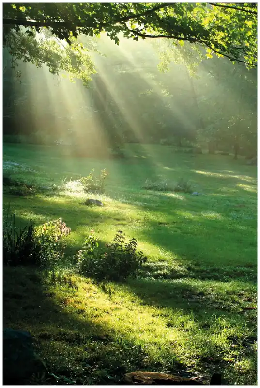 Poster Sonnenstrahlen im Wald 40 x 50 cm, mit schwarzem Aluminiumrahmen Sonderangebot