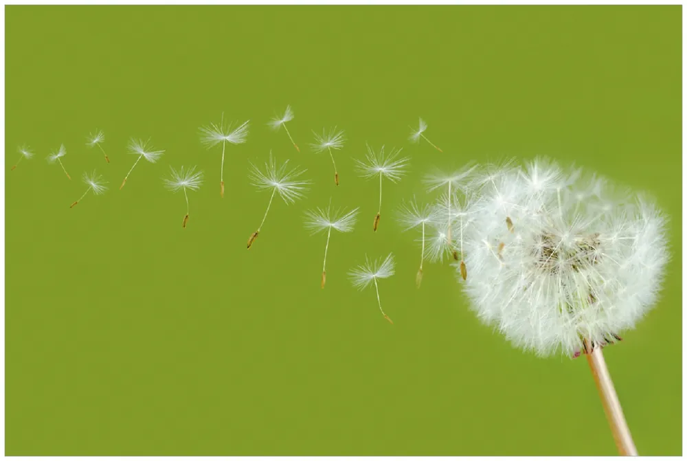 Poster Pusteblume auf der Wiese mit fliegenden Samen 50 x 125 cm Top-Angebot