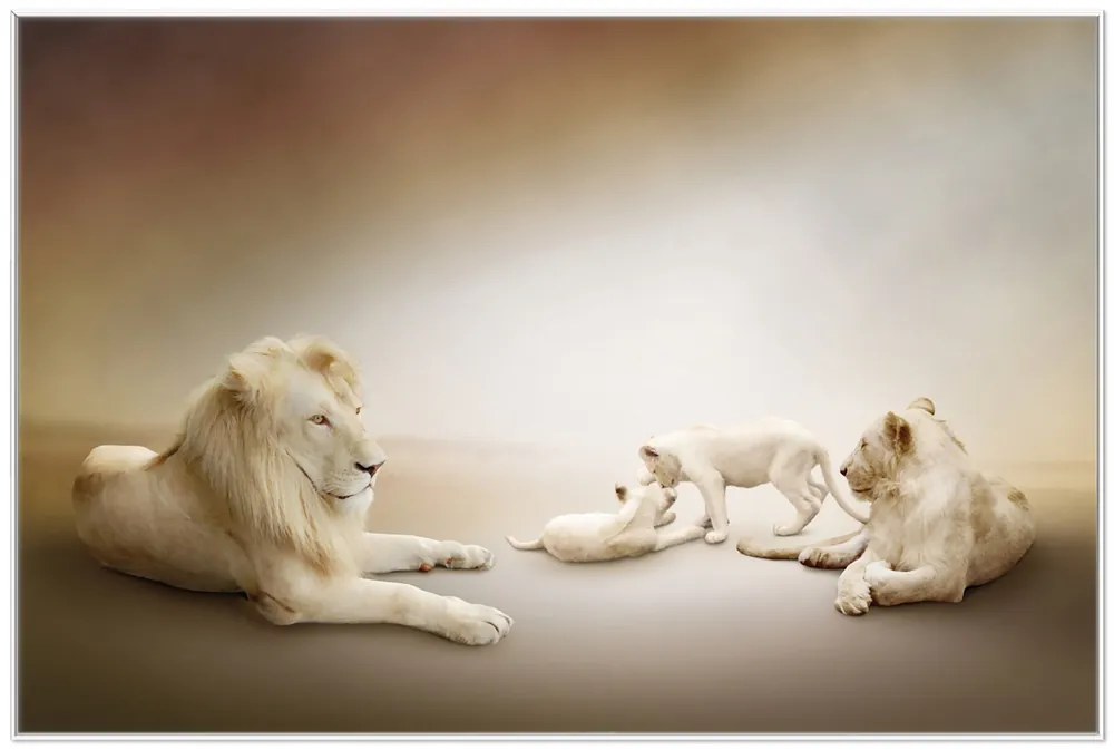 Knallerangebot Poster Löwenfamilie mit Jungtieren 70 x 100 cm