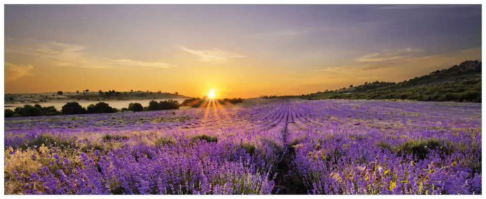 Schnäppchen Poster Sonnenuntergang über dem Lavendel 40 x 50 cm,Poster ohne Rahmen