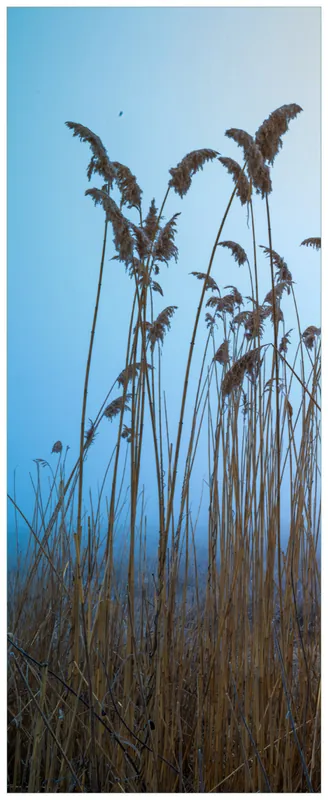 Neue Ware Poster Schilfrohr am See vor blauem Himmel 61 x 91,5 cm, mit weißem Aluminumrahmen