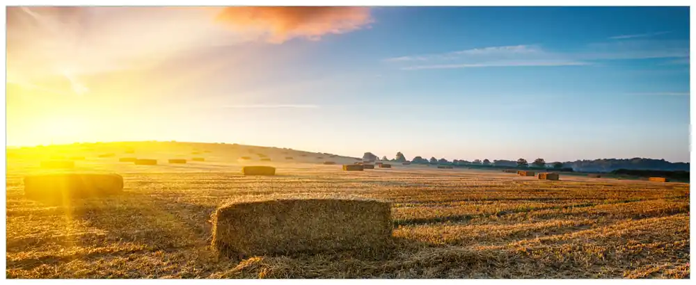 Poster Stroh auf dem Feld bei untergehender Sonne 70 x 100 cm, mit weißem Aluminumrahmen Highlight
