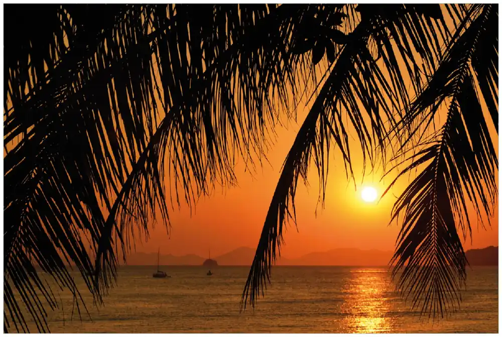 Poster Sonnenuntergang unter Palmenblättern 70 x 100 cm Preisknaller