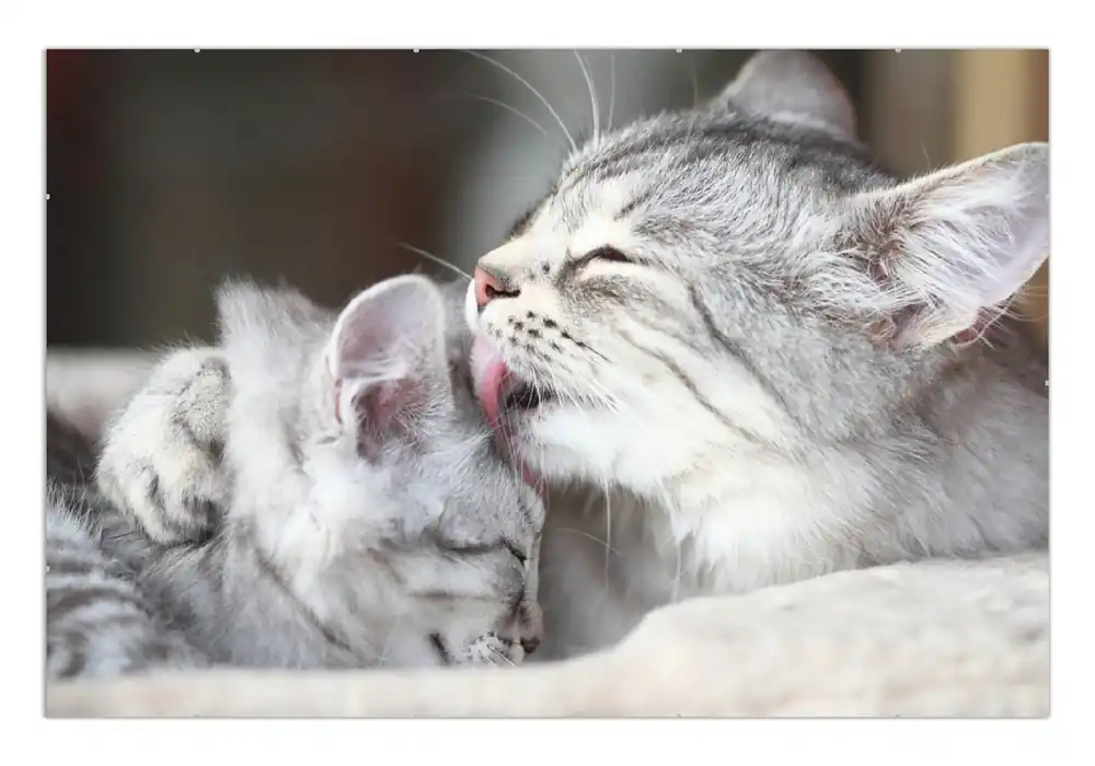 Günstig Poster Süße kleine getigerte Katzenbabys 70 x 100 cm, mit schwarzem Aluminiumrahmen