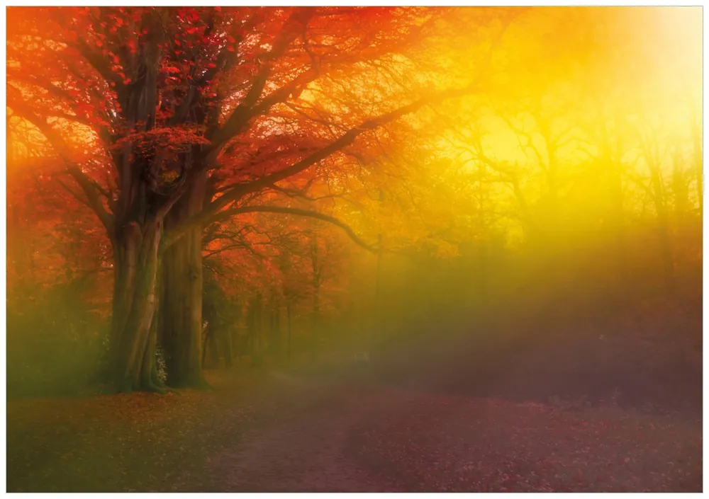 Poster Bunter Herbst - Waldlandschaft bei Nebel in Regenbogenfarben 100 x 150 cm Mega-Angebot