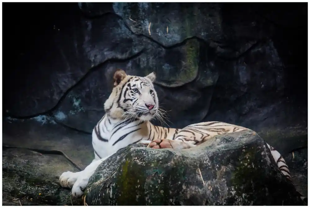 Poster Weißer Tiger auf einem Felsen 61 x 91,5 cm Rabatt