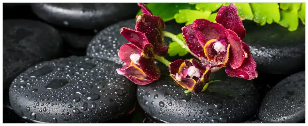 Poster Dunkelrote Orchideen-Blüte auf schwarzen Steinen mit Regentropfen 70 x 100 cm Markenprodukt