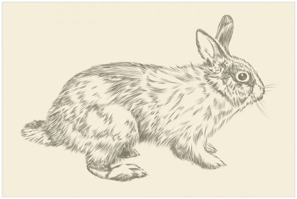 Neue Ware Poster Hase als illustrierte Bleistiftzeichnung 61 x 91,5 cm, mit schwarzem Aluminiumrahmen