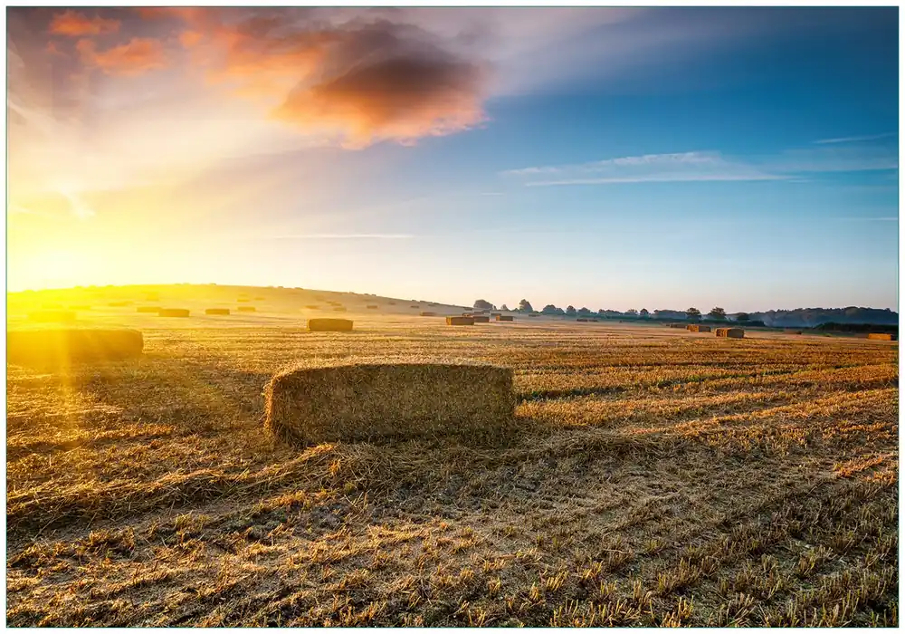 Top-Angebot Vliestapete Stroh auf dem Feld bei untergehender Sonne 200 x 140 cm
