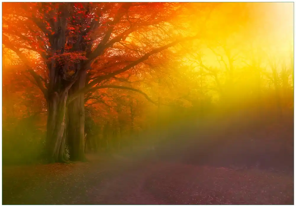 Must-Have Vliestapete Bunter Herbst - Waldlandschaft bei Nebel in Regenbogenfarben 200 x 140 cm