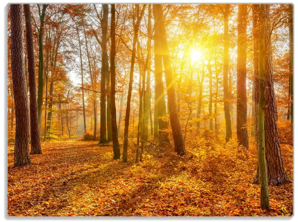 Glasunterlage Sonnenuntergang im herbstlichen Wald 30 x 40 cm Sofort Bestellen
