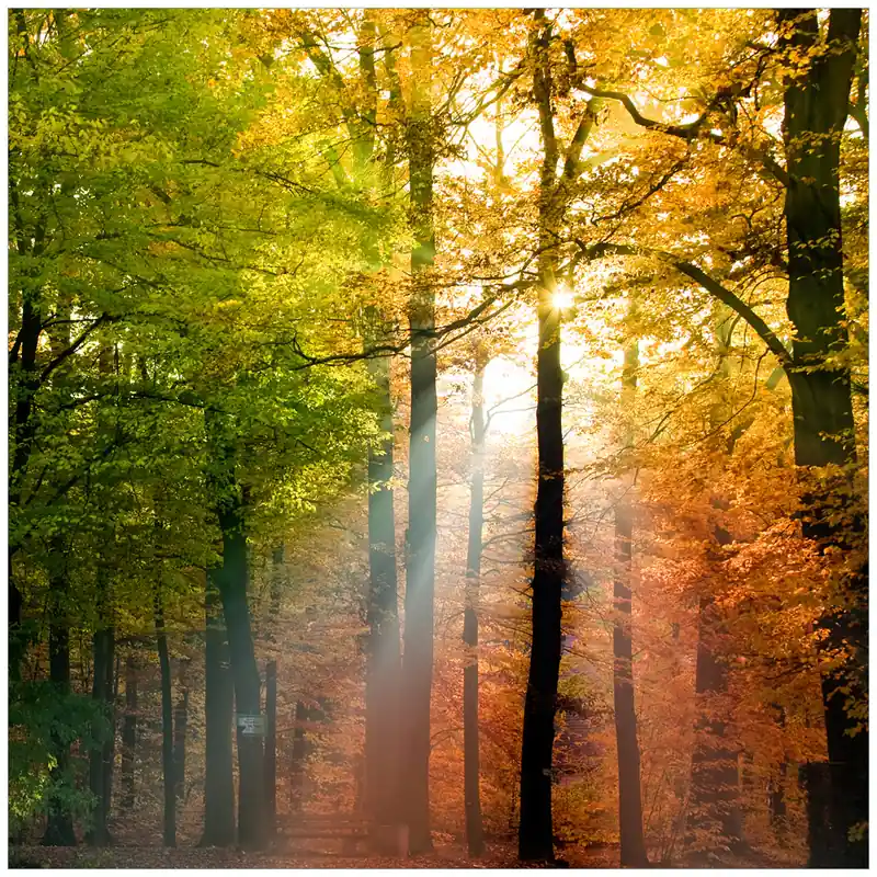 Sale Glasunterlage Sonnenuntergang im Herbstwald 55 x 55 cm
