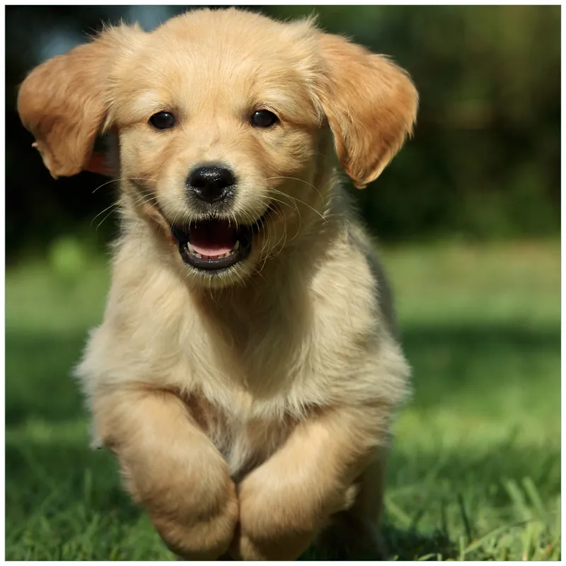 Neu Glasunterlage Süßer Hund - Golden Retriever 55 x 55 cm