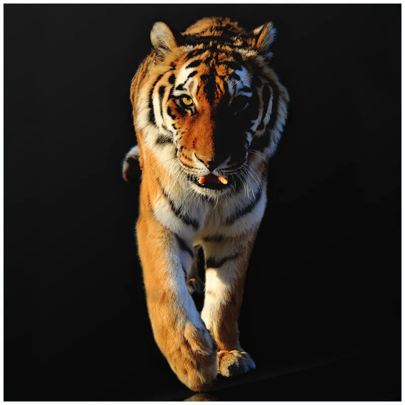 Glasunterlage Laufender Tiger 55 x 55 cm Knallerangebot