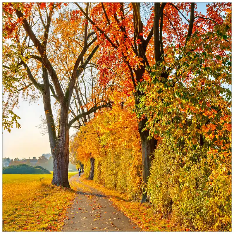 Neu Glasunterlage Herbstlicher Waldweg mit buntem Laub 55 x 55 cm
