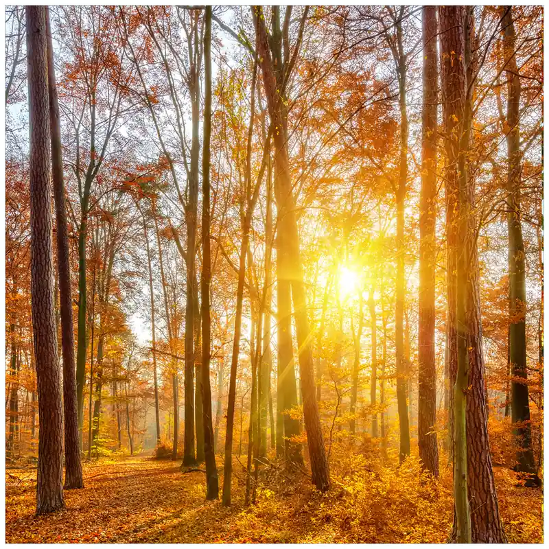 Glasunterlage Sonnenuntergang im herbstlichen Wald 55 x 55 cm Markenware