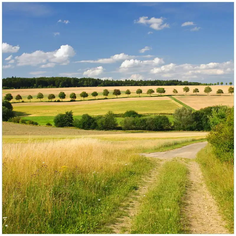 Glasunterlage Feldlandschaft unter blauem Himmel 55 x 55 cm Schnäppchen