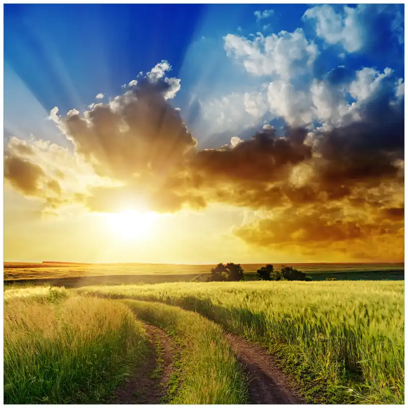 Glasunterlage Feldweg in den Sonnenuntergang 55 x 55 cm Super-Preis