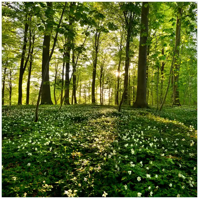 Sale Glasunterlage Waldanemonen und Sonnenstrahlen im Wald 55 x 55 cm
