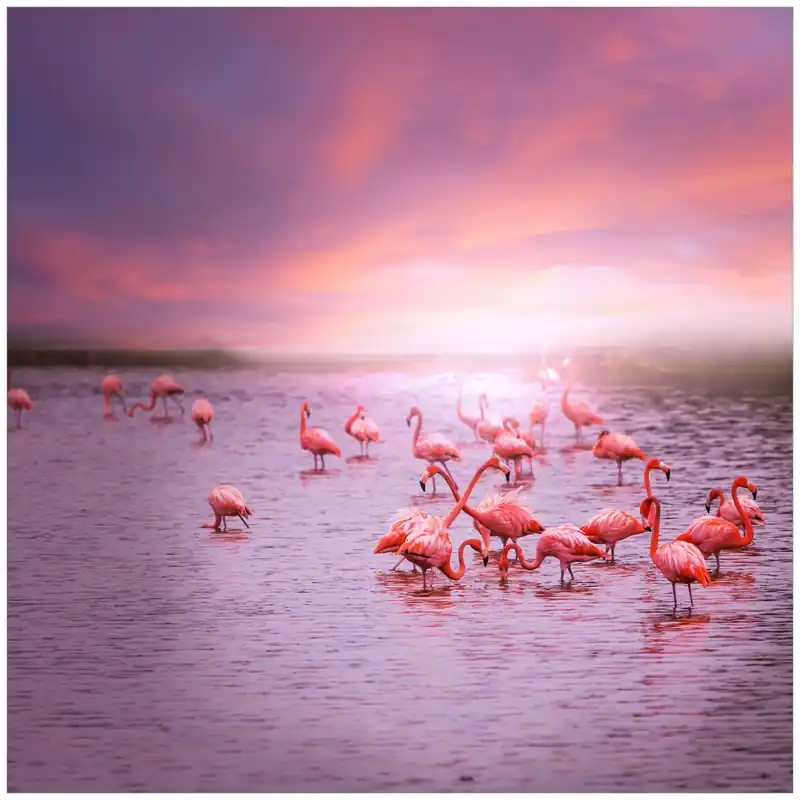 Glasunterlage Rosa Flamingos bei Sonnenuntergang 55 x 55 cm Heißes Angebot