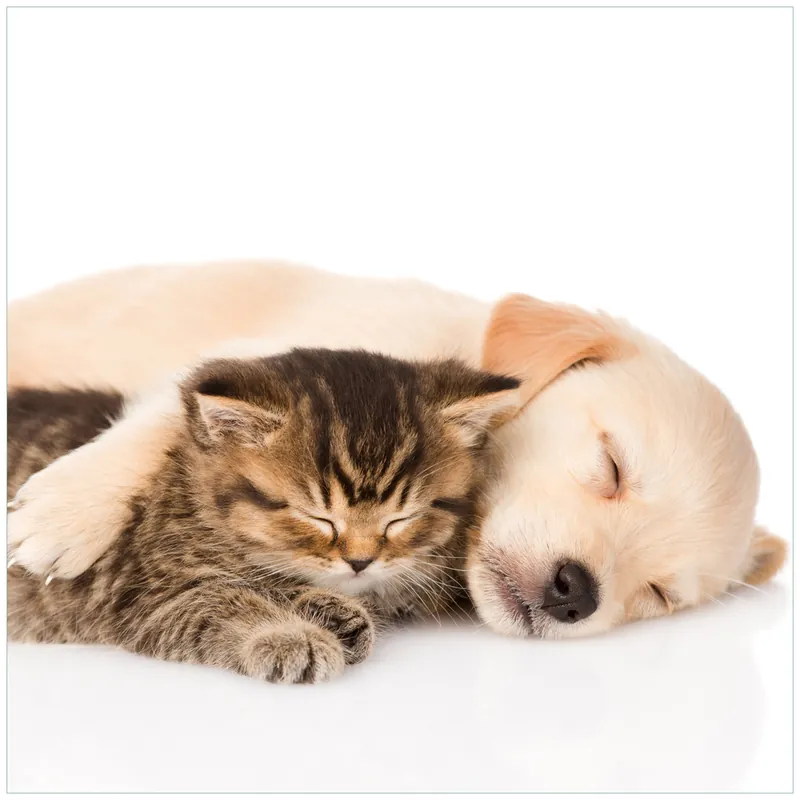 Wochenendangebot Glasunterlage Katze und Hund in Harmonie - Kuschelnde Tiere 55 x 55 cm