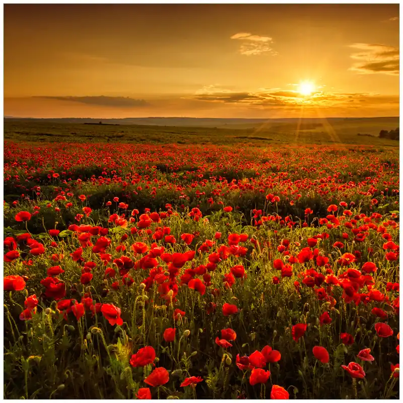 Echt Glasunterlage Mohnblumenwiese bei Sonnenuntergang am Abend 55 x 55 cm
