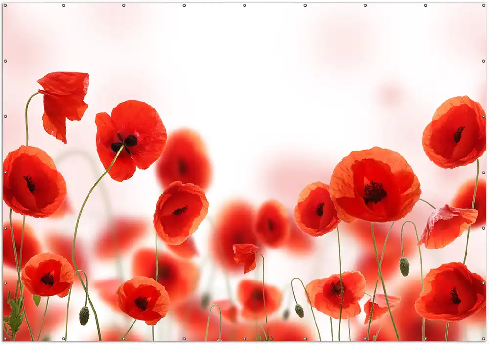 Gartenposter Leuchtende Mohnblumen - Rote Mohnblumenblüten 80 x 120 cm Must-Have