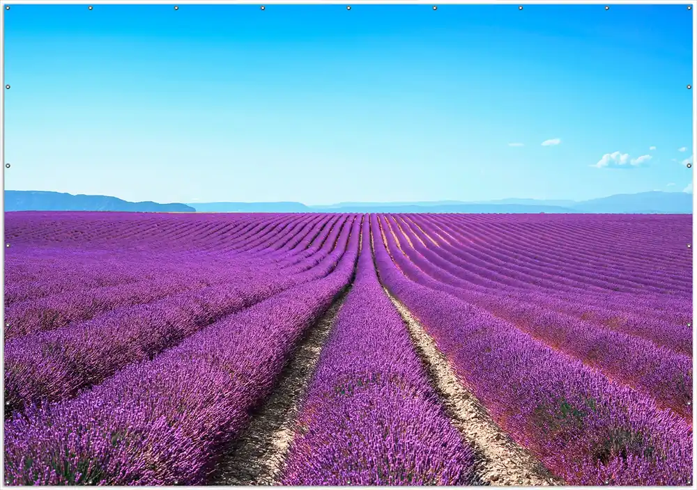 Neue Kollektion Gartenposter Lavendelfeld unter blauem Himmel Rund. 90 cm Durchmesser