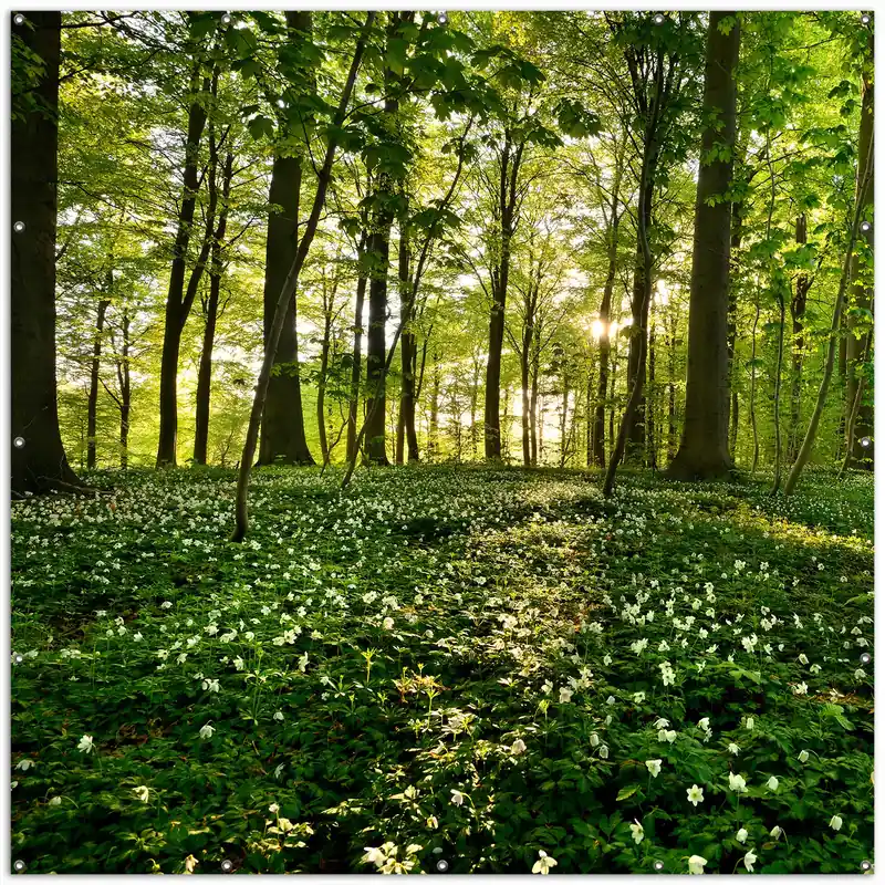 Gartenposter Waldanemonen und Sonnenstrahlen im Wald Rund. 90 cm Durchmesser Meistverkauft