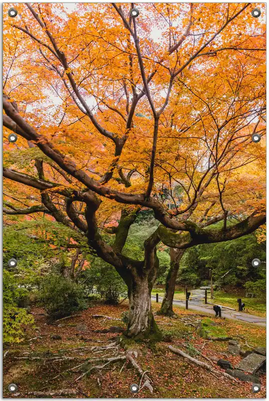 Gratis Versand Gartenposter Gelber Ahornbaum im Herbst in Japan 120 x 180 cm