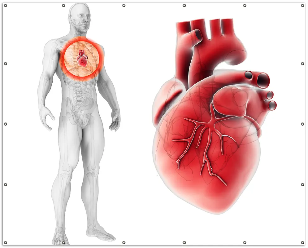 Neue Ware Gartenposter Anatomie des Menschen Herz in Nahansicht 100 x 150 cm