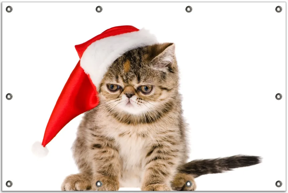 Highlight Gartenposter Ich hasse Weihnachten - mürrische Katze mit Weihnachtsmütze 80 x 120 cm