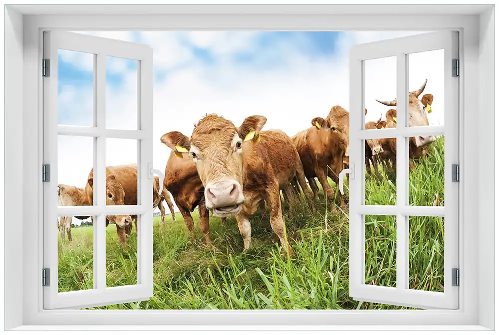 Super-Preis Glasbild Kühe im Sommer auf der Weide 60 x 90 cm mit Fensterrahmen