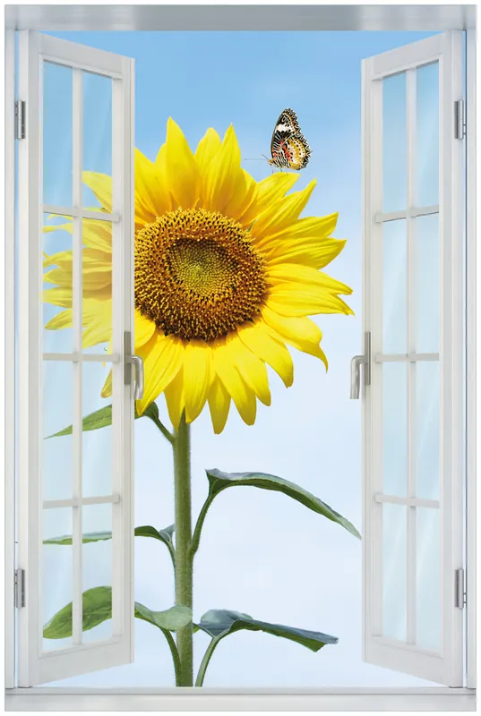 Acrylglasbild Sonnenblume mit Schmetterling 60 x 90 cm mit Fensterrahmen Kostenloser Versand